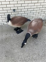 Outdoor ducks