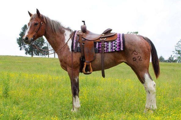 Piper - Stunning Paint Mare