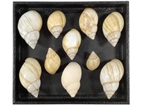 10 Japanese Land Snail Shells