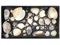 Mixed Shells