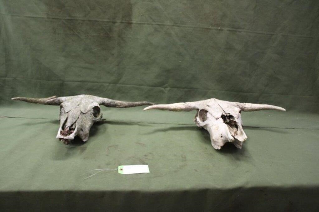(2) Cow Skulls