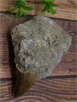 DINOSAUR TOOTH IN MATRIX ROCK STONE LAPIDARY SPECI