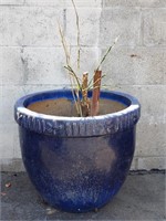 Live tree in glazed terracotta pot, marked