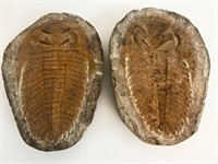 Cambropallas Trilobite Prehistoric Fossil Specimen