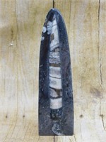 ORTHOCERAS ROCK STONE LAPIDARY SPECIMEN