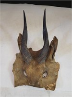 Vintage Antelope horns taxidermy