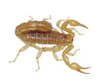 Devil Stripe-tailed Scorpion