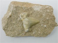 SHARK TOOTH IN MATRIX ROCK STONE LAPIDARY SPECIMEN