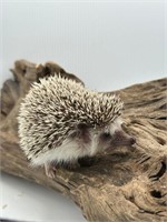Male baby hedgehog