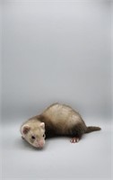 Male #1- Baby Ferret - 7 weeks old