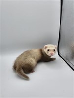 Male #3- Baby Ferret - 7 weeks old