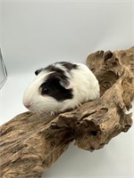 Male short hair tri colored Baby Guinea pig