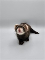 Male #2- Baby Ferret - 7 weeks old