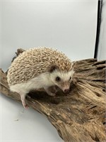 Male baby hedgehog