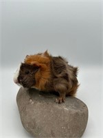 Male Abyssinian Baby guinea pig