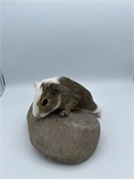 Male Short Hair Baby guinea pig