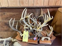 (7) Deer Horn Mounts