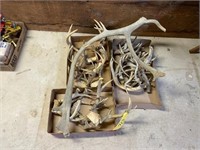 (3) Boxes Deer Horns and Mounts
