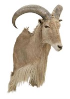 TAXIDERMY AOUDAD/ BARBARY SHEEP MOUNT, 37"H