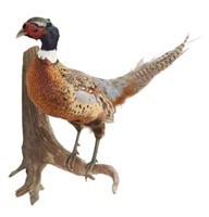 RING-NECKED PHEASANT TAXIDERMY MOUNT, 22.25"H