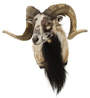 TAXIDERMY CORSICAN SHEEP SHOULDER MOUNT, 23.5"H