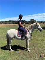 (NSW): STORM - Arabian x Warmblood Gelding