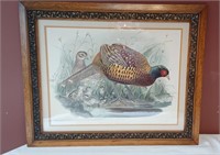 23x28" Phasianus Colchicus Ring-necked Pheasant