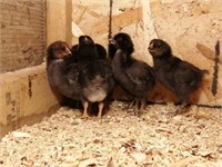 Jersey Giant/ Western Rustic Chicks, April 1