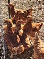 6 Laying Hens, Dec 16, 2020