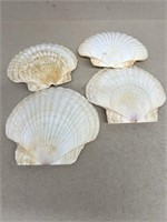 Seashells