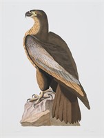 After John James Audubon Engraving Sea Eagle