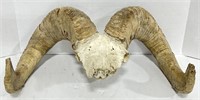 (E) Ram Horns, 23"Wx13"H
