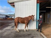 Tough Rooster 3yr old Thoroughbred 15h Ridgling
