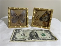2 Framed Butterflies & Dried Flowers