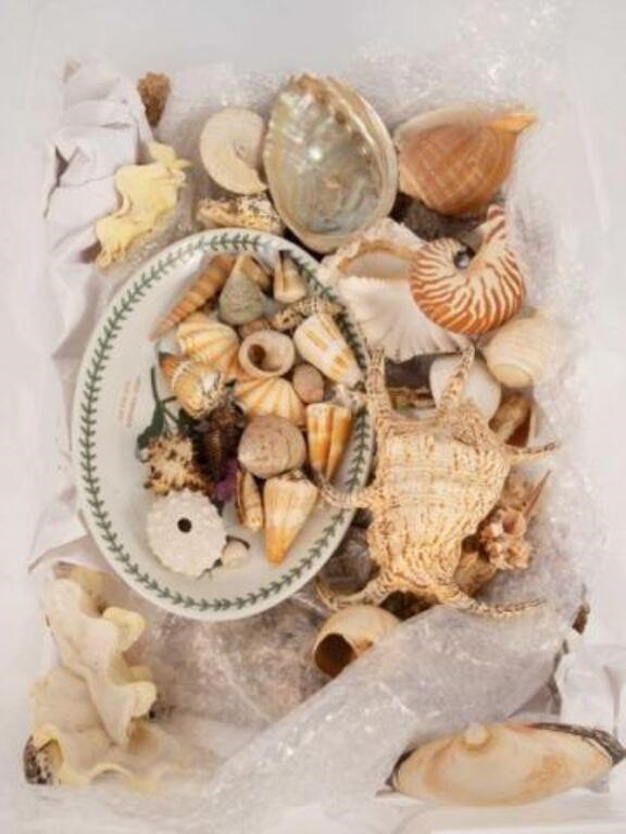 Large Collection of Distinct Natural Sea Shells.