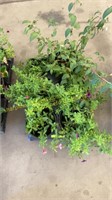 Flat of 6" assorted annuals