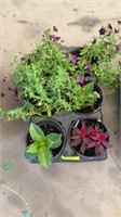 Flat of 6" assorted annuals