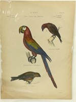19th Century Hand Colored Bird Etching