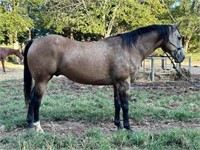 12 y/o quarter horse Buckskin gelding