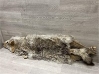 Coyote Hide 38" nose to tail