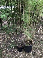 Bamboo and mature plant in pots