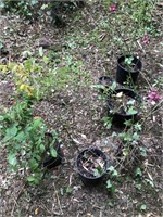 6x Rose plants in pots
