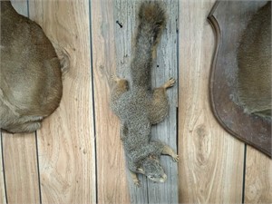 SQUIRREL MOUNTED ON A BOARD