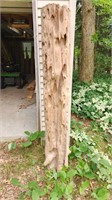 Driftwood approx 6ft tall