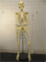 SKELETON ON STAND 33.5"T