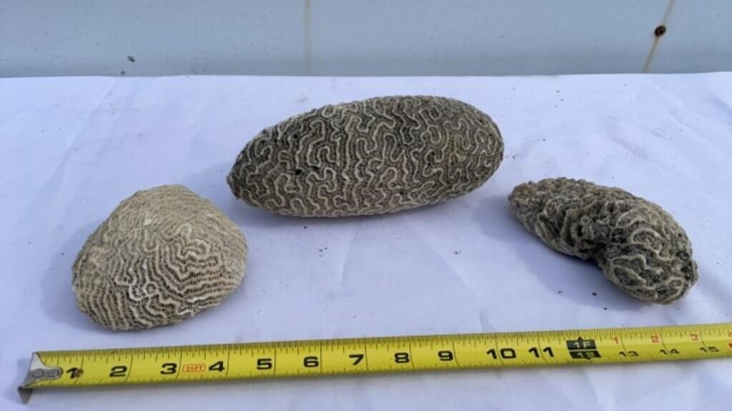 Coral Fossils