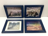 Four Framed Nature Prints