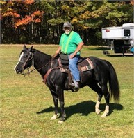 Aspen Annie - 2006 Black APHA Mare