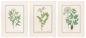 Johann Weinmann Botanical Engravings, 3