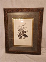 Framed Plant Art